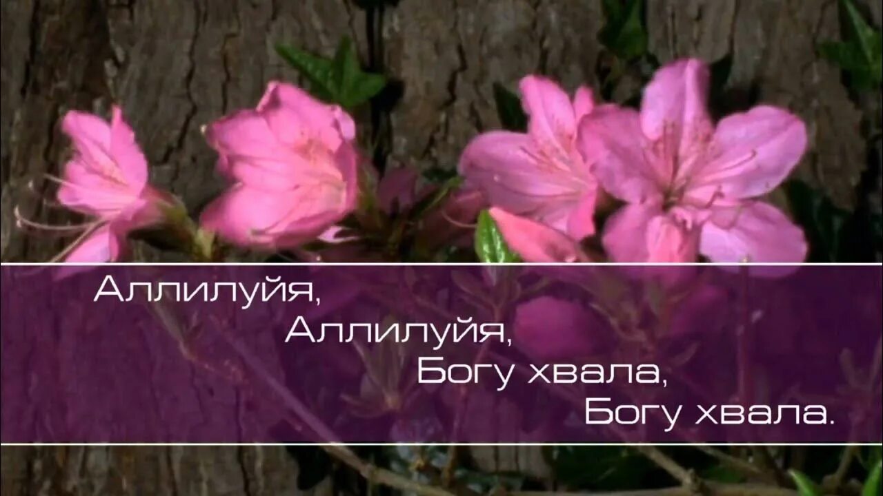 Аллилуйя. Пой Аллилуйя Господу. Аллилуйя Богу хвала, Аллилуйя Богу хвала. Сборник поклонения. Христианские песни прославления сборник