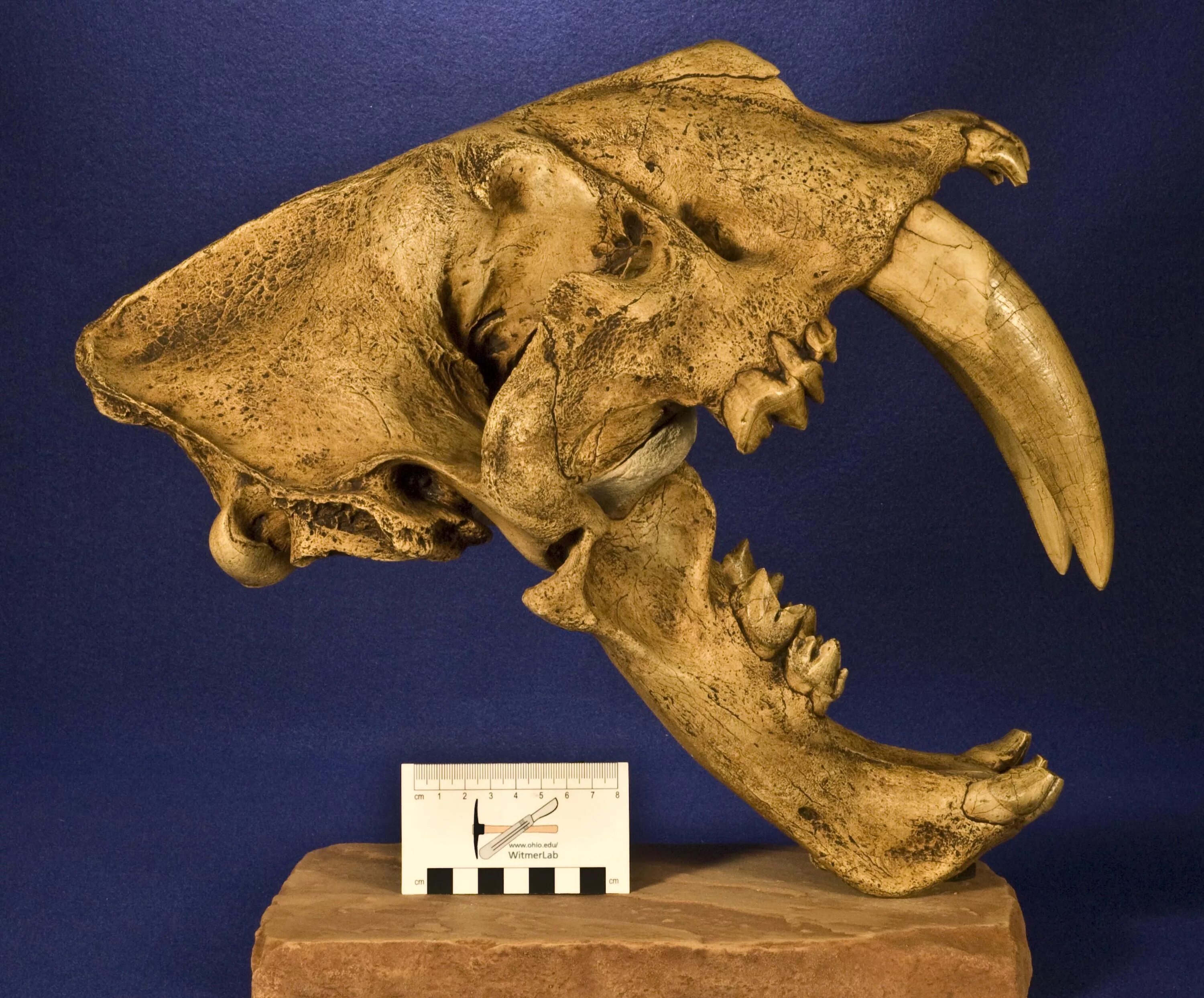 Smilodon. Cмилодон (Саблезубый тигр). Смилодон популятор. Саблезубый тигр Смилодон череп. Смилодон скелет.