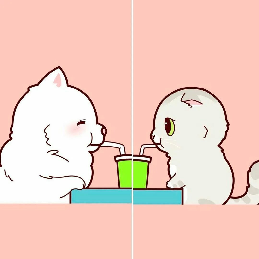 Лп кот. Парные заставки с котиками. парные обои с котиками живыми. парные обои на телефон с котами. парные обои для лп с котами.