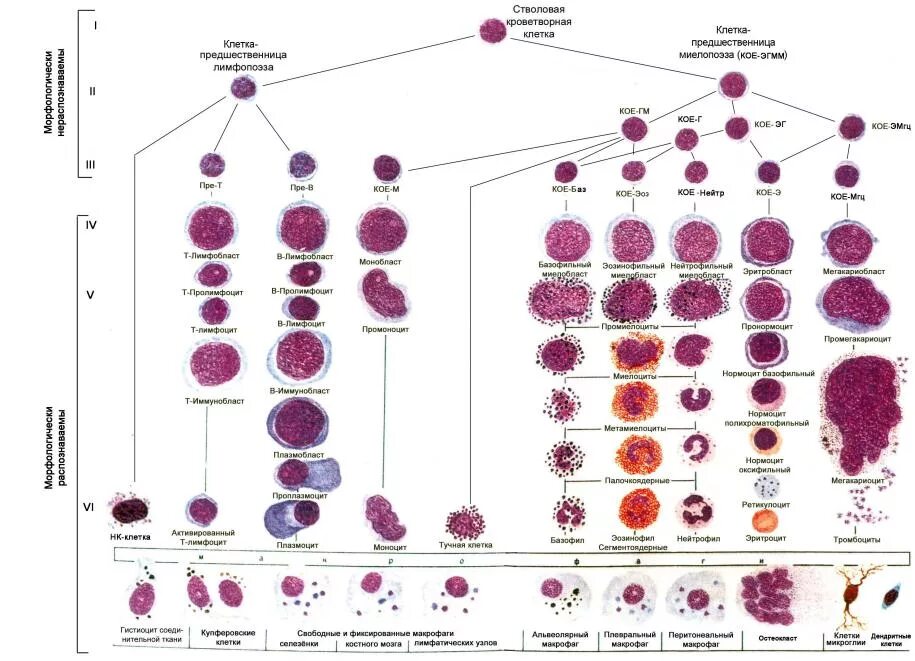 Кровь дифференцировка. Схема кроветворения стволовая клетка. Схема кроветворения и.л.Чертков а.и.воробьёв. Схема кроветворения человека Воробьева. Схема кроветворения и л Чертков и а и Воробьев.
