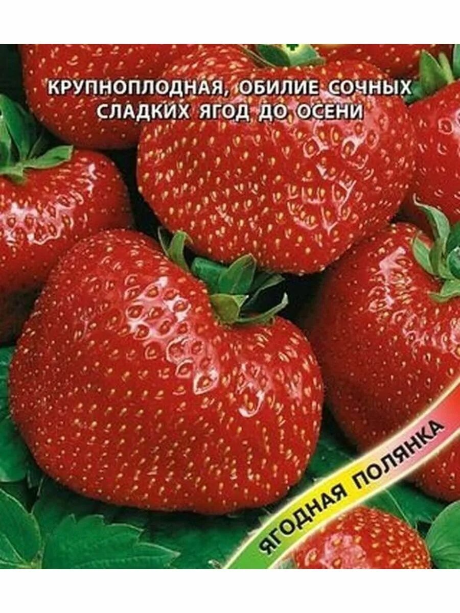 Красная шапочка клубника описание сорта фото отзывы. Клубника красная шапочка. Земляника сладкий поцелуй гавриш. Клубника (земляника) красная шапочка. Красная шапочка клубника описание сорта.