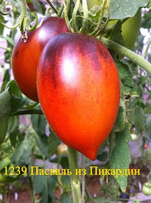 Паскаль томат описание сорта. Паскаль пикардии томат. сорт томата паскаль из пикардии. из пикардии томат. томаты паскаль из пикардии семена.