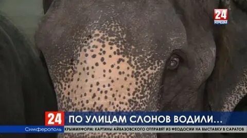 Слоны в крыму