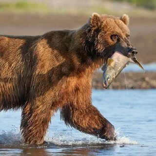 Bear films