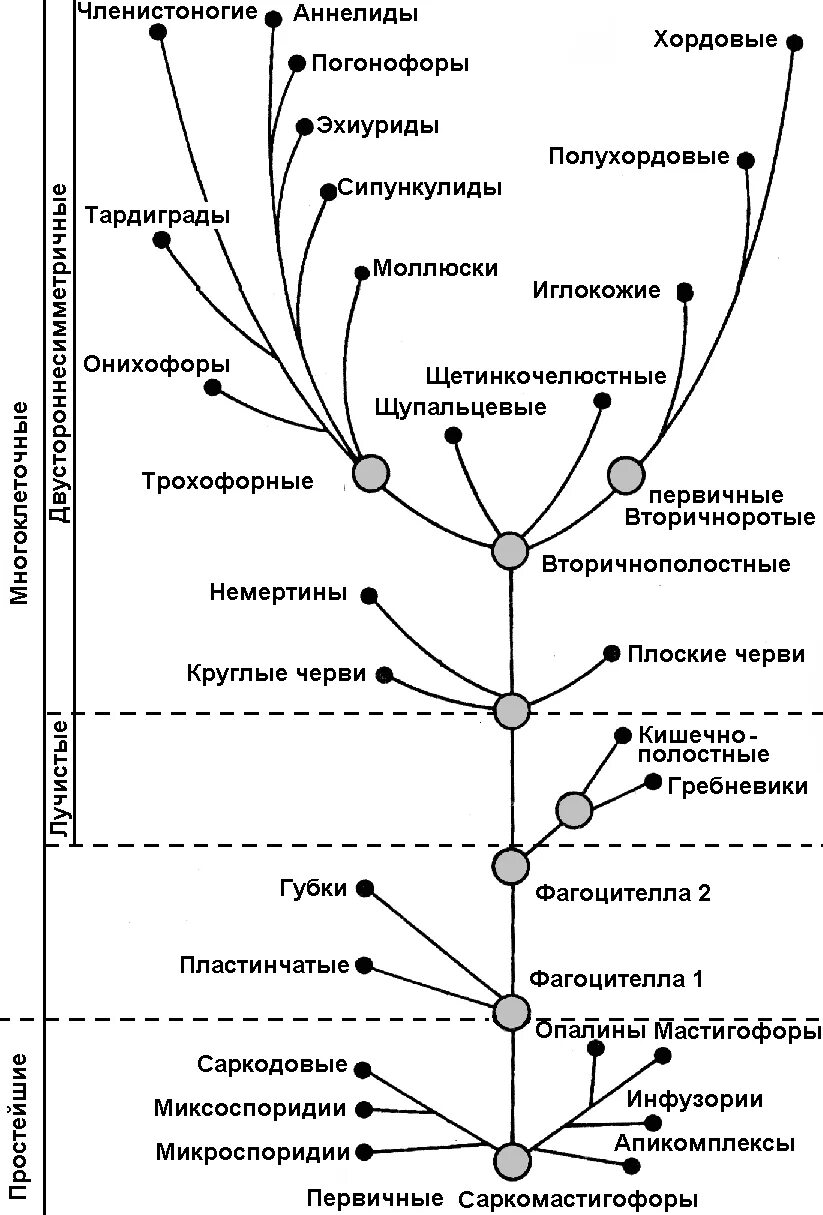 Схема эволюционного развития организмов. Схема эволюционного развития животных. Происхождение систематика многоклеточных животных схема. Простейшие этапы развития