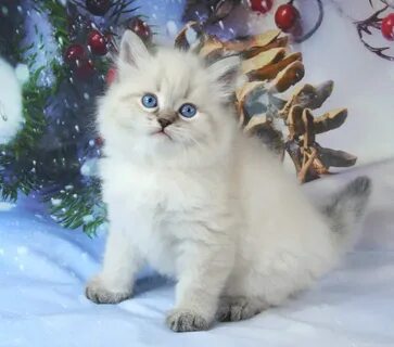 Маскарадная кошка питомник