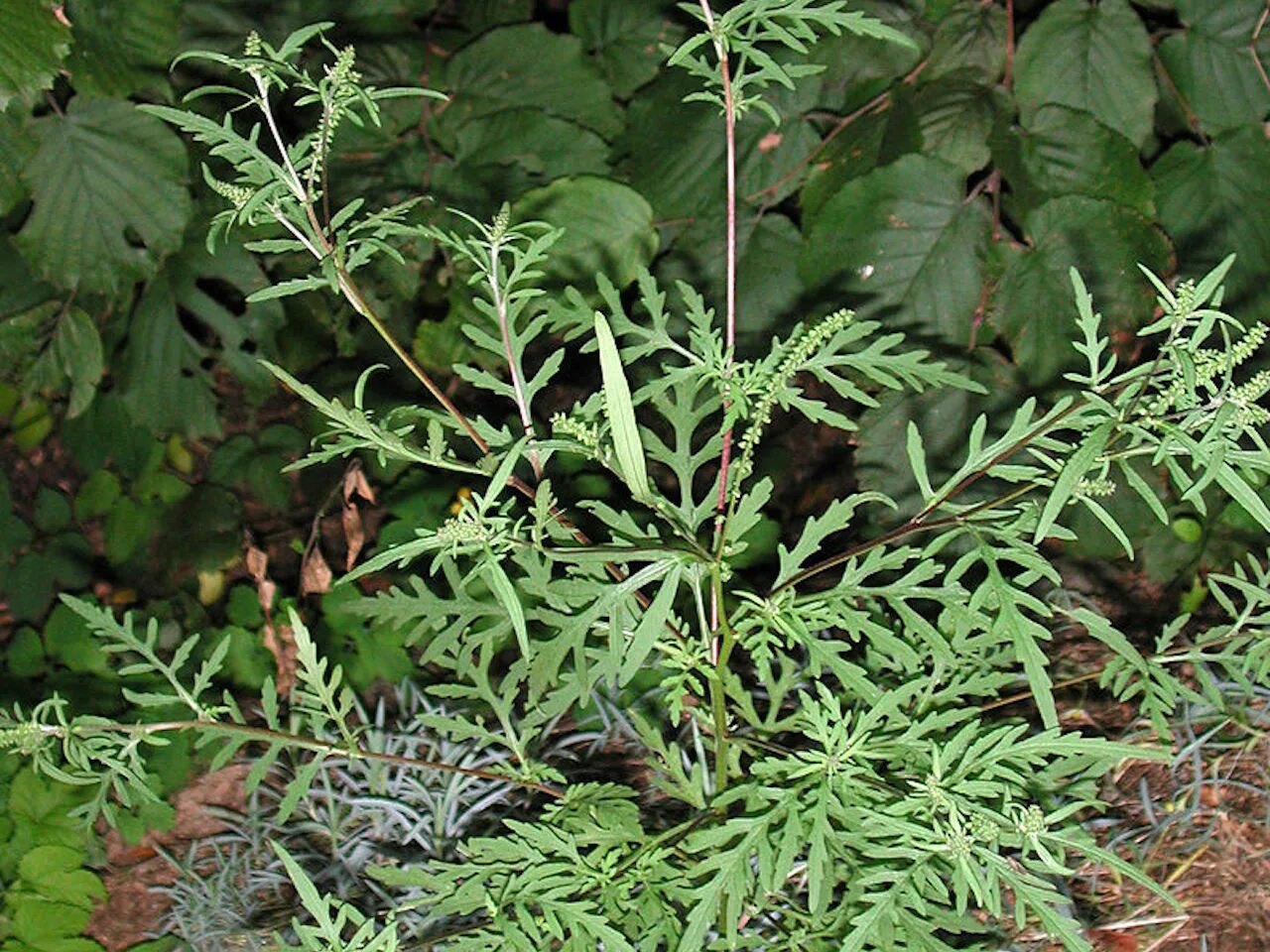 аралия фатсия. фатсия вариегата. фатсия японская. фатсия с резными листьями. фатсия японика.