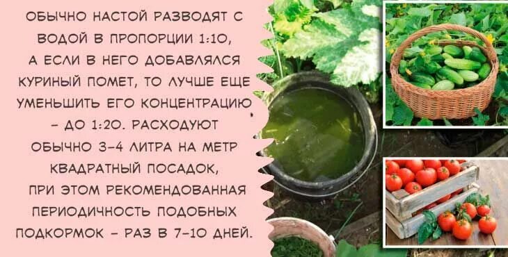 Разбавить настойку водой. Настой из крапивы для помидор. Настой травы для томатов. Крапива для томатов. Жидкое зеленое удобрение из сорняков.