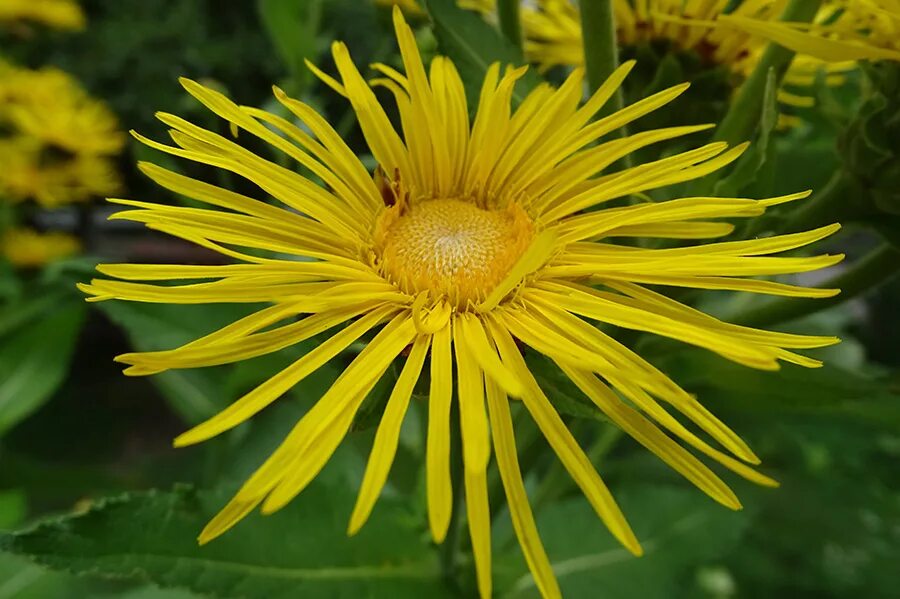 Девясил высокий (Inula Helenium). Девясил высокий (Inula Helenium l.). Девясил бесстебельный. Красный девясил. Коло оману