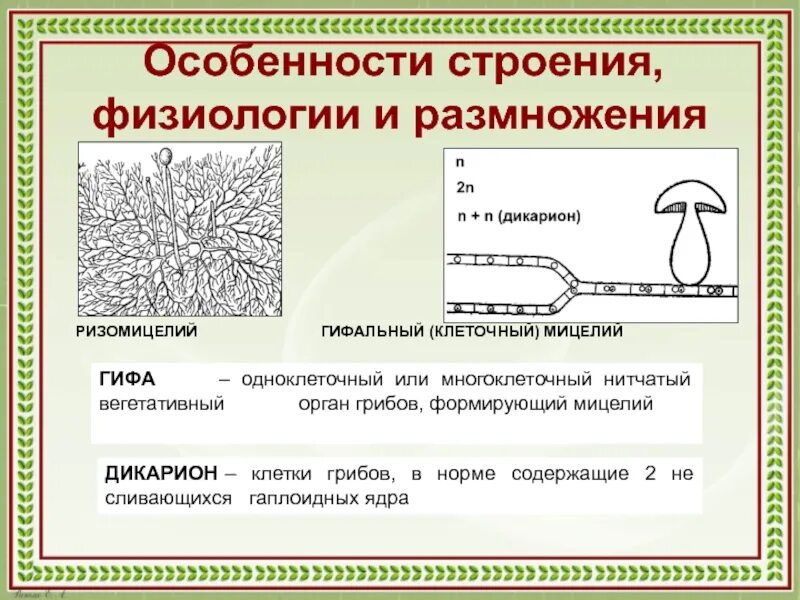 Мицелий гриба гиф