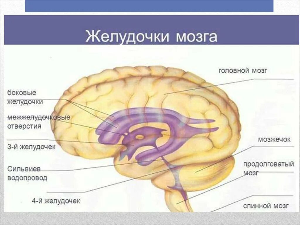 Желудочки среднего мозга