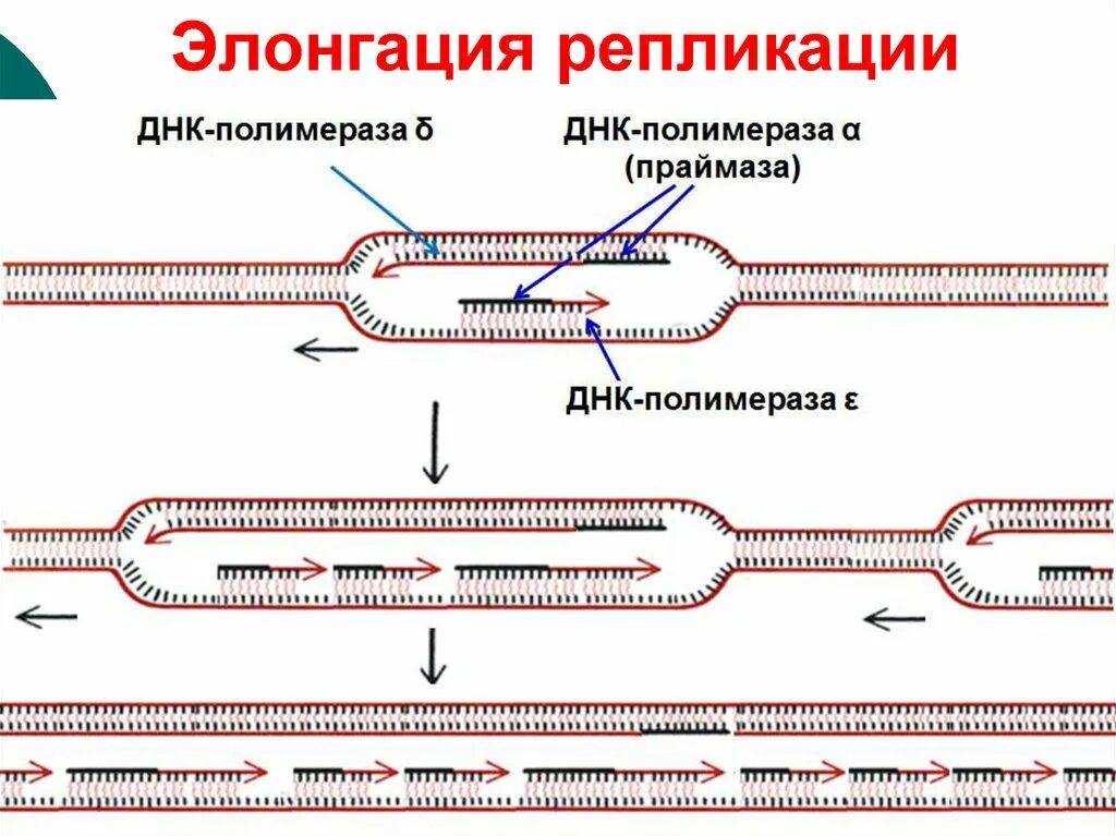 Этапы репликации ДНК инициация элонгация терминация. Инициация репликации ДНК схема. Элонгация ДНК схема. Репликация ДНК У прокариот схема. 3 этапа репликации