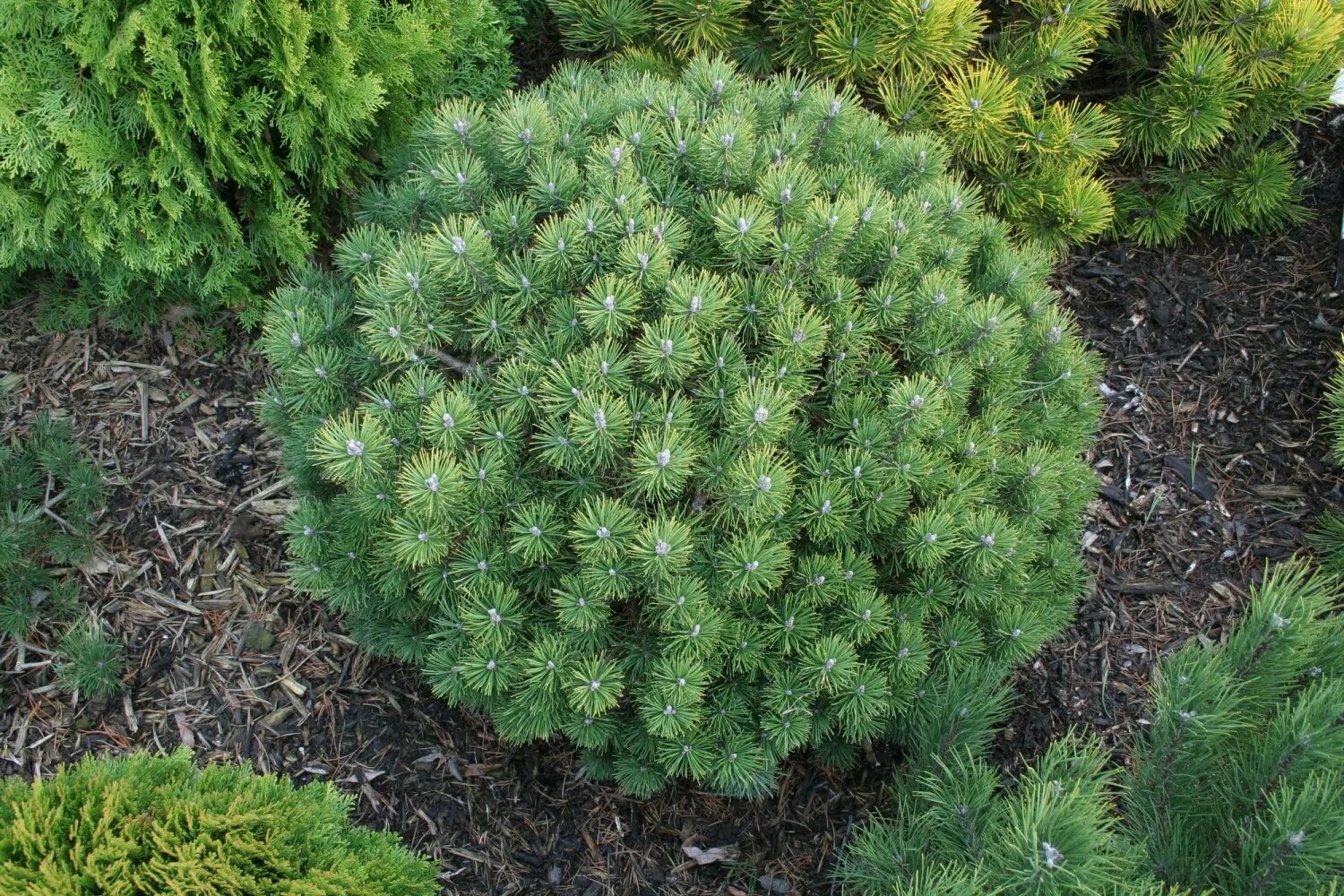 Сосна Горная Пинус Муго. Сосна Горная Pinus mugo. Сосна Горная Мопс (Pinus mugo Mops). Сосна Горная Муго Муго. Сосна горная карликовая