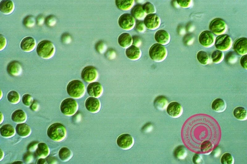 Культивирование одноклеточных водорослей. Одноклеточная водоросль хлорелла. Микроводоросль хлорелла. Микроводоросли хлорелла вульгарис. Зеленые водоросли хлорелла.