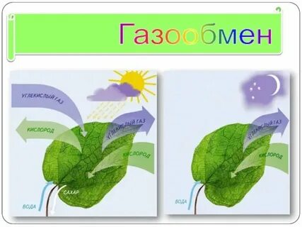 Листья растений дышат