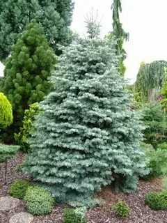 Abies concolor fagerhult