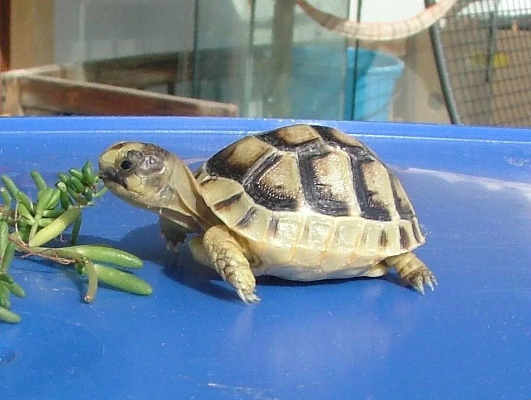 Testudo marginata. Окаймлённая сухопутная черепаха. Черепаха сухопутная домашняя. Маргината черепаха. Купить черепаху водную