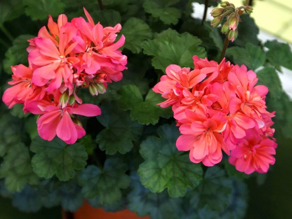 Герань brookside miranda. Сорт пеларгонии brookside bolero. Пеларгония брук сайт фламинго. Пеларгония brookside миранда. Пеларгония miranda.