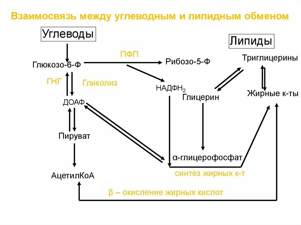 Синтез белка из углеводов. Взаимосвязь обмена углеводов и липидов. Схема взаимосвязи обмена углеводов и липидов. Синтез липидов зависит от обмена углеводов. Взаимосвязь обмена углеводов, липидов, аминокислот (схема)..