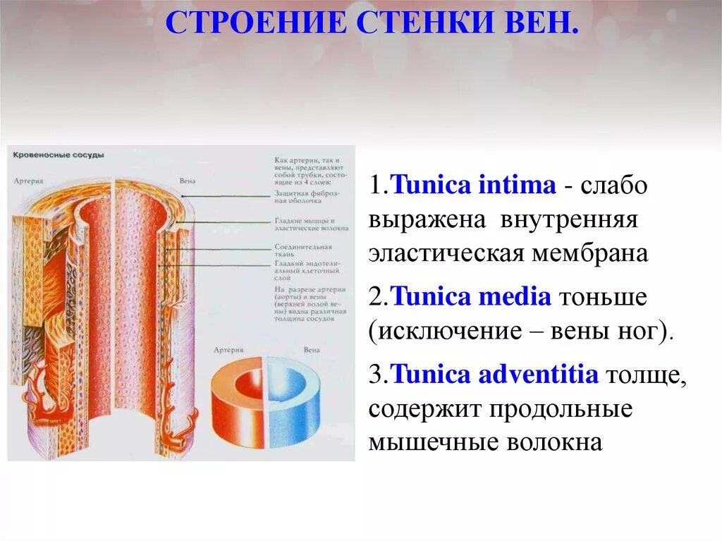 Строение стенок вен анатомия. Строение стенки вены. Строение вены анатомия. Структура стенки венозного сосуда.