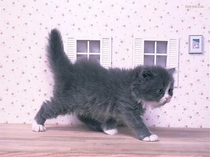 Кошки которые живут мало