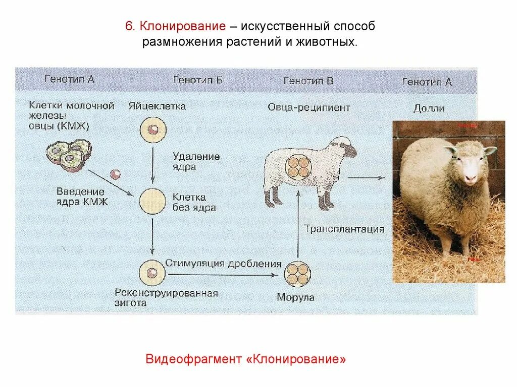 Как делают клонов. Процесс клонирования овечки Долли. Метод селекции клонирование животных. Овечка Долли схема клонирования. Клонирование размножение характеристика.