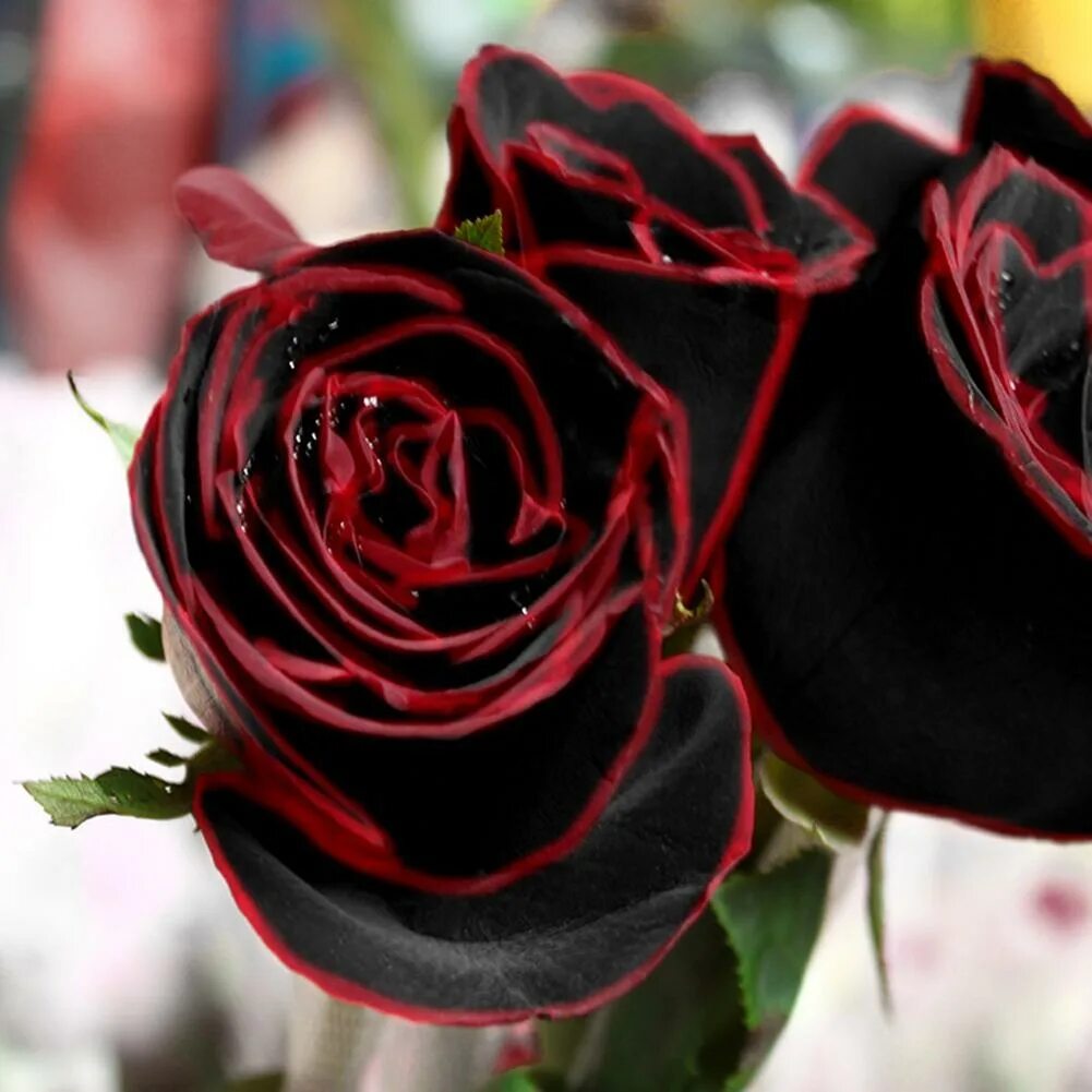 Где купить черные розы. Блэк Роуз ред Роуз.