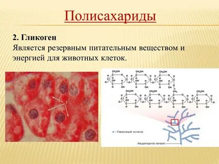 Гликоген это