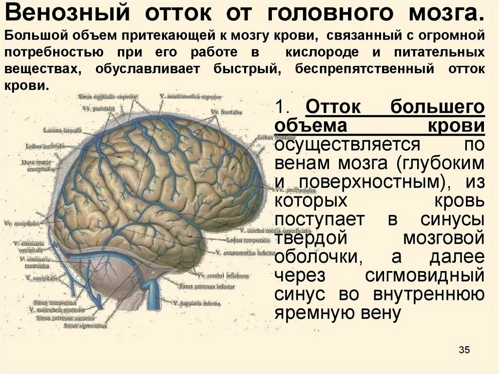 Верхние вены мозга. Отток венозной крови от головного мозга. Венозный отток от головного мозга. Отток венозной крови от головы. Затрудненный венозный отток головного мозга.