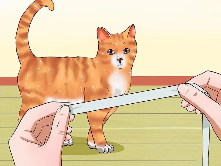 Как учить кошку