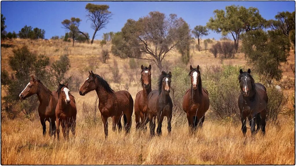 Called horse. Брамби лошади Австралии. Брамби Дикие австралийские лошади. Дикие лошади Мустанги в дикой природе. Лошади породы Брамби.