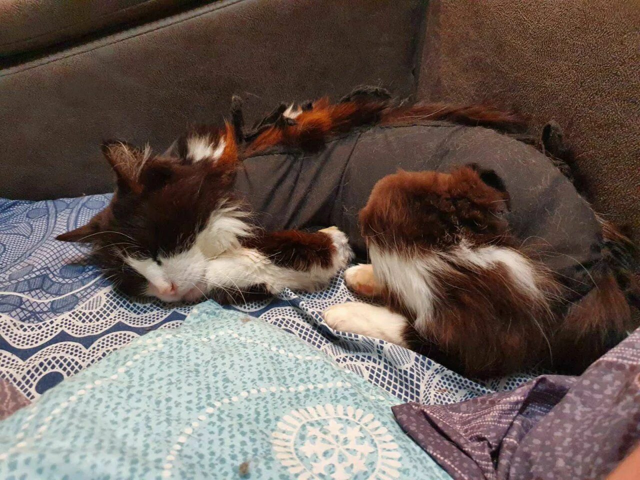 Интересное происшествие с домашней кошкой. Интересное происшествие с домашней кошкой. Коты на улице. Случай из жизни сочинение. Выбрасывают животных на улицу.