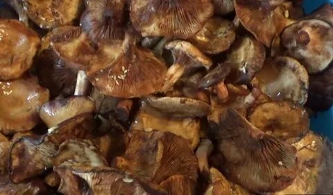 Как засолить свинухи