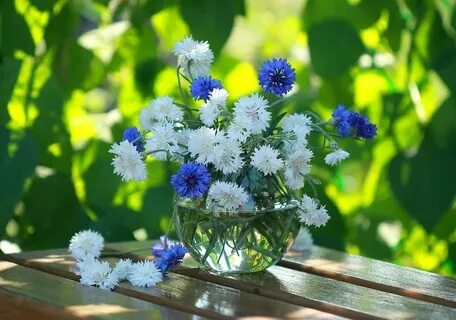 Цветы доброго лета