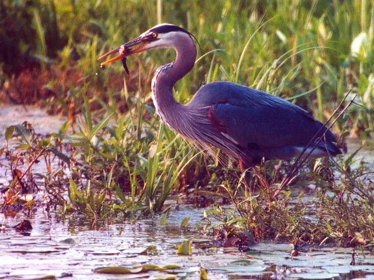 Great blue heron. Great blue heron. Большая голубая цапля. Розовая цапля. Большая голубая цапля.