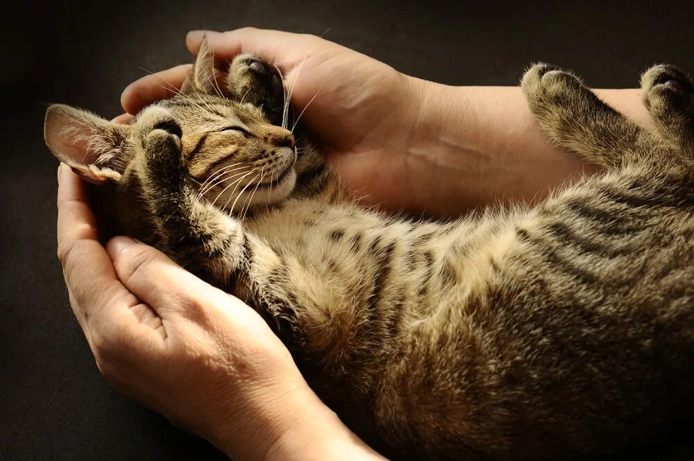Кошка не любит руки. Кот на руках. котенок на руках. ласковая кошка. кошка мурлычет.