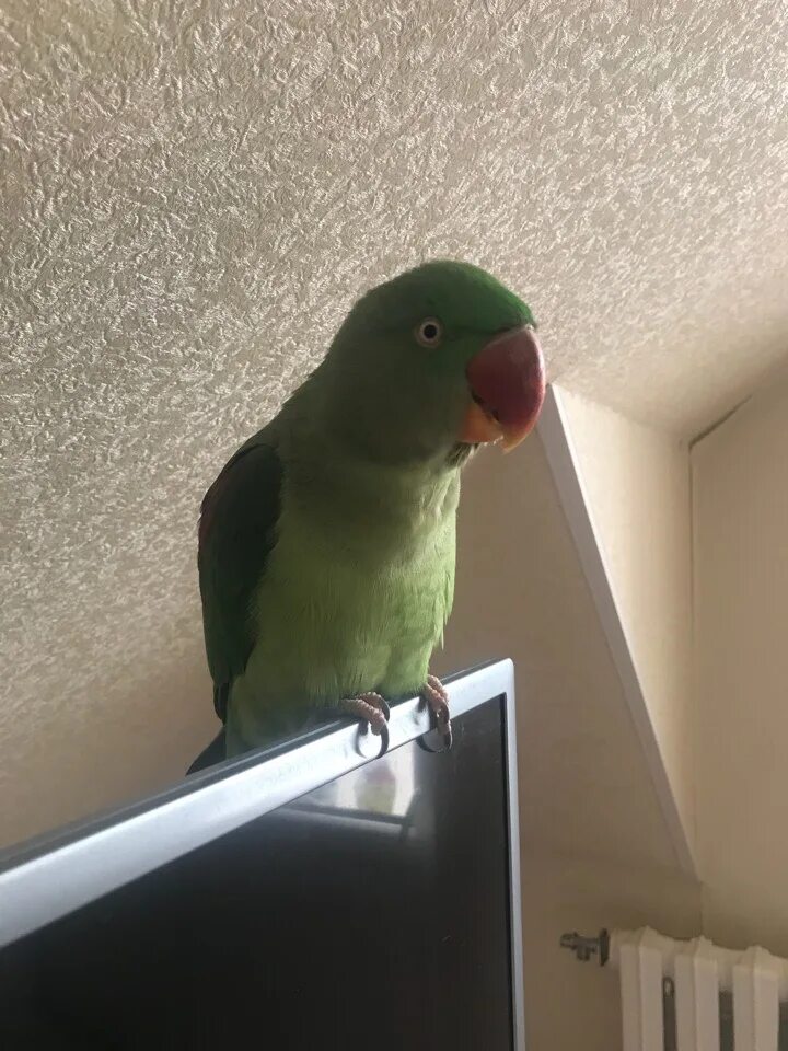 Активный попугай в пафосном зоопарке. Попуг вася. Вася попугайчик. Ожереловый попугай. Попугай с трубкой.