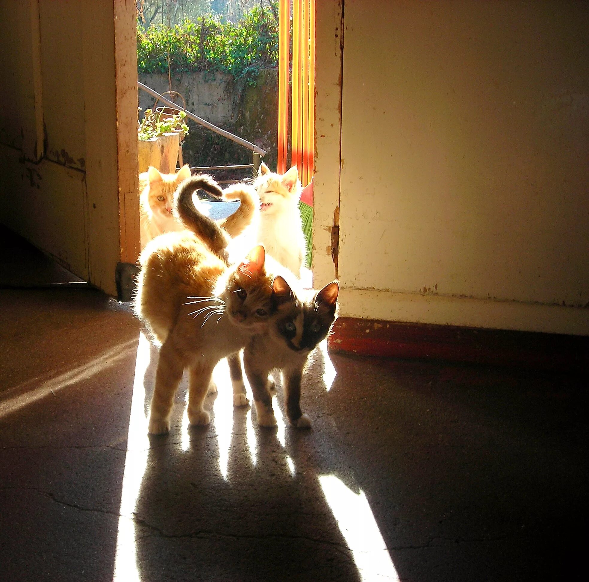 Дом счастливых кошек. Коты с хвостами сердечком. Дом для кошки. Кошачьи хвосты сердечком. Коты с переплетенными хвостами.