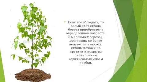 Почему у березы белый ствол