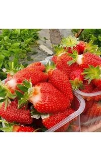 Клубника производитель