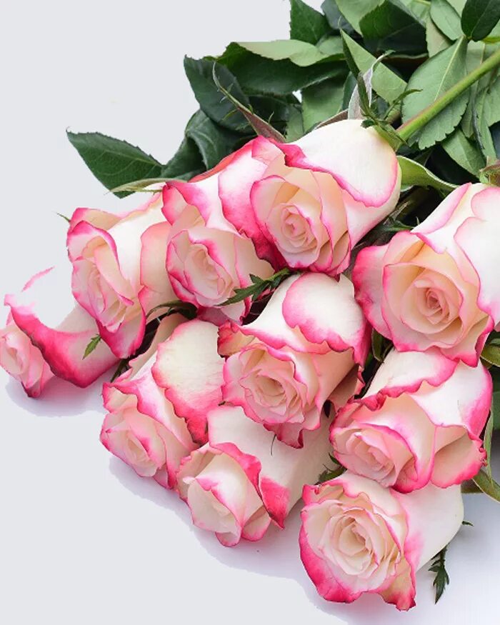 Букет свежих роз. Бело розовые розы. Розовый букет. Букет розовых роз.