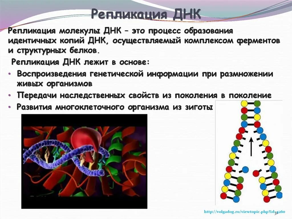 Процесс разрезания молекулы днк с помощью ферментов. Репликация молекулы ДНК. Репликация ДНК биология 10 класс. ДНК репликаза. Процесс репликации ДНК.