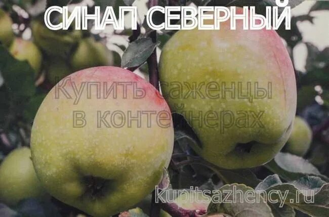 Яблоня Синап Северный 1 шт - купить в интернет-магазине "Агросемфонд" с доставко