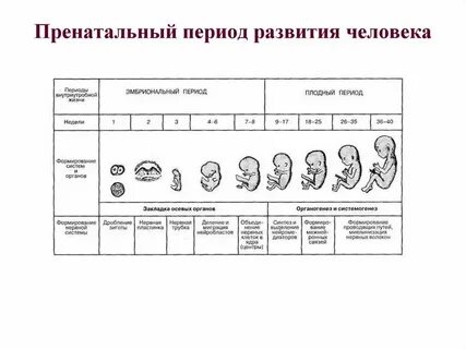 Период развития в организме зародыша