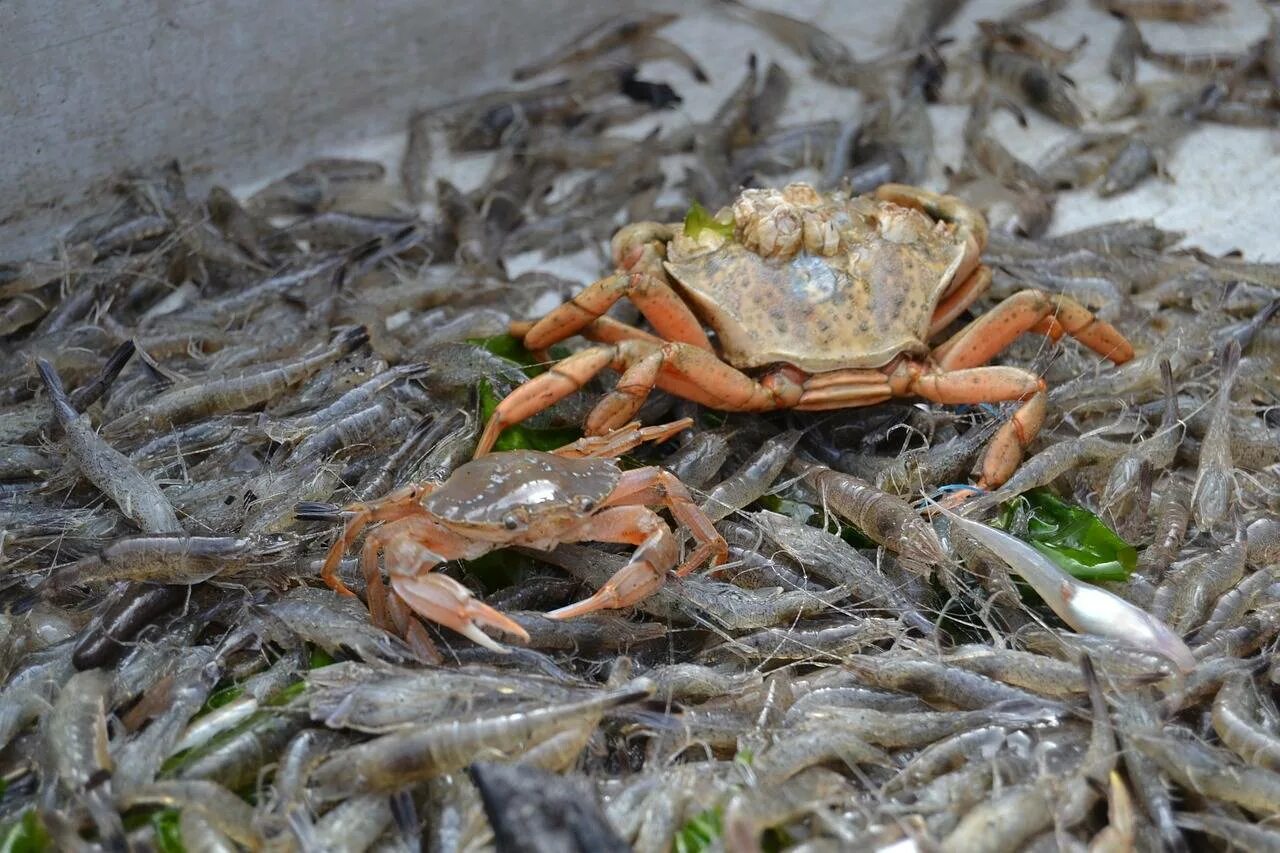 Крабы черного моря. Хитин креветки. Крабы креветки. Креветки омары Крабы. Виды дальневосточных крабов