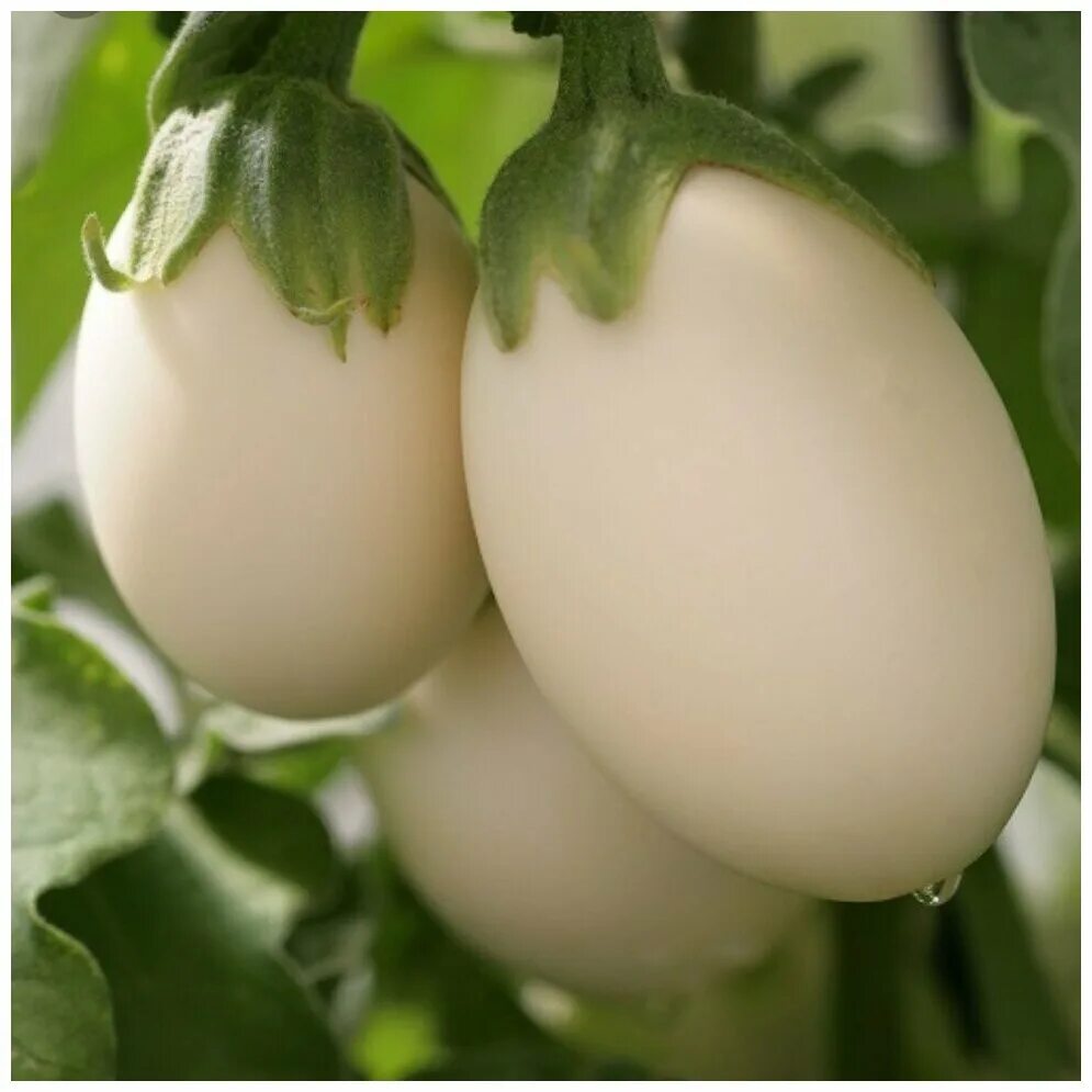 яичное растение. баклажан пинг-понг f1. крашеные яйца с листиками. растение похожее на яйца. баклажан golden eggs.