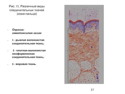 Ткани пальца