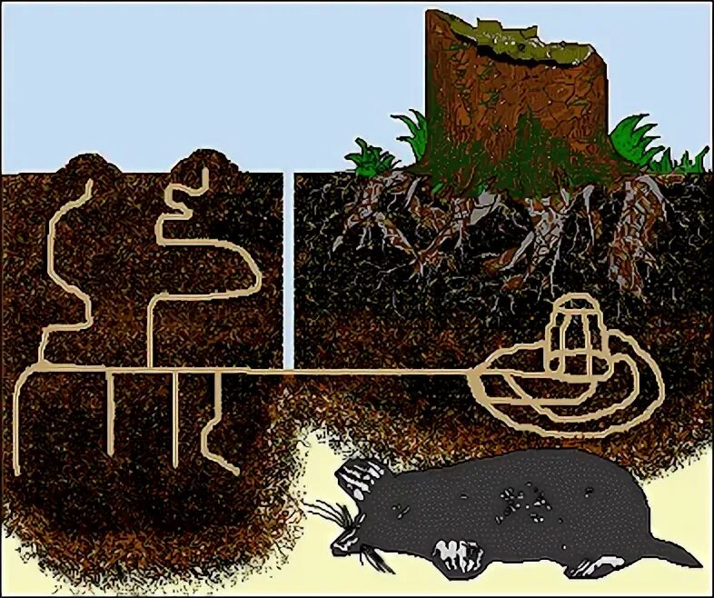 Подземная жизнь крота. Норы кротов под землей. Схема Нор кротов. Подземные ходы крота. Строение Норы крота.