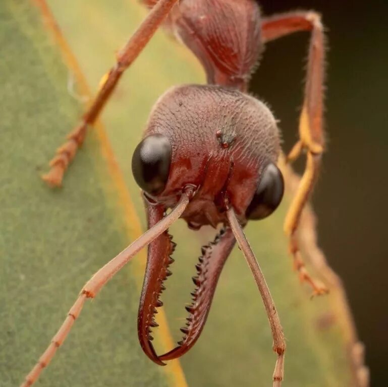 Муравей бульдог. Myrmecia brevinoda. Красный муравей-бульдог. Мирмеция муравей.