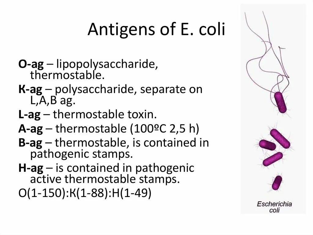 Escherichia coli что это у мужчин. Антигены Escherichia coli:. Липополисахарид Escherichia coli. Escherichia coli презентация. E coli для презентации.